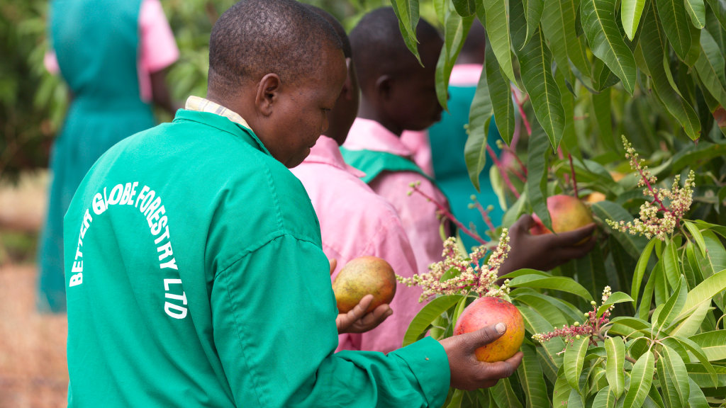 One of our employees picks some apple mangos in Kibwezi, 2015
