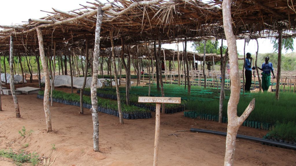 The nursery in Nyongoro, 2012